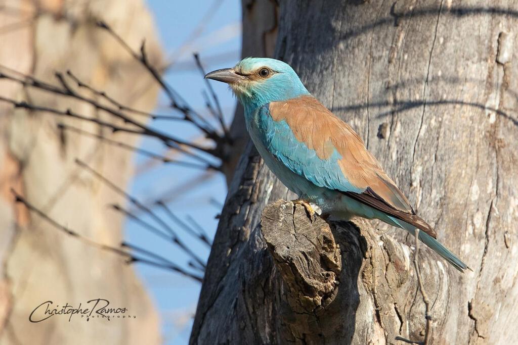 L'Oiseau Bleu Flamant Roubia Zewnętrze zdjęcie